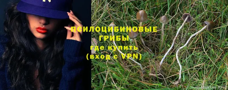 хочу наркоту  Лыткарино  Псилоцибиновые грибы Psilocybe 